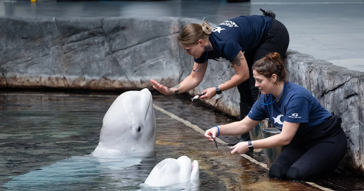 Two beluga whales swimming in a large blue aquarium tank