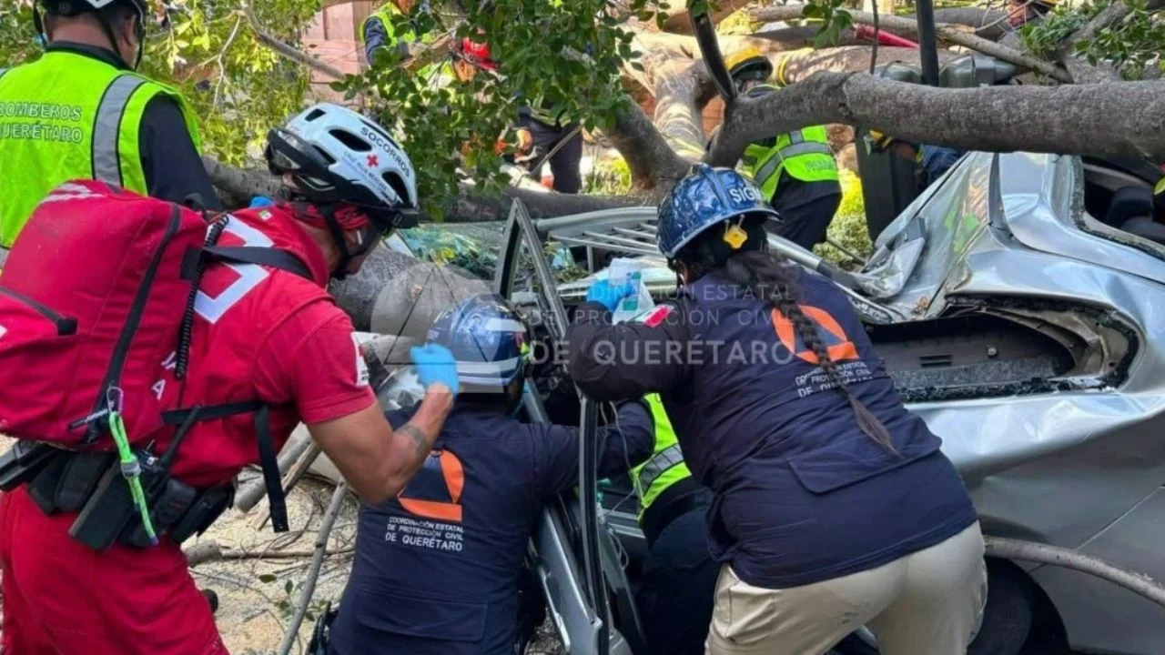 Emergency responders at the scene of a fallen tree blocking a city street