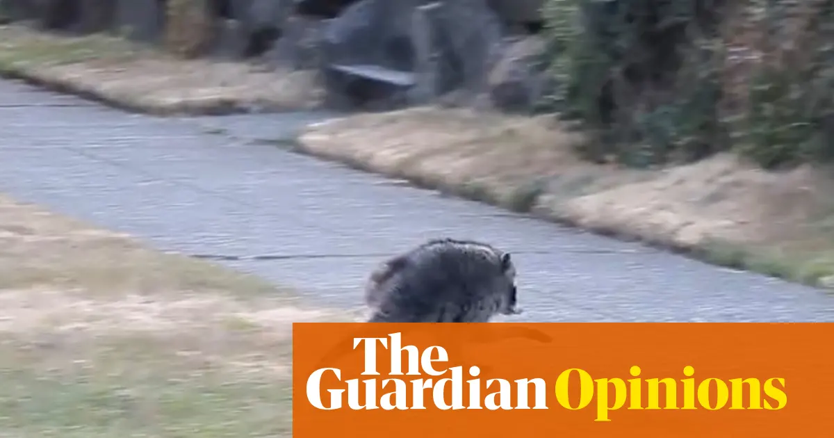 Jimothy the raccoon appearing cute and unproblematic for online audiences