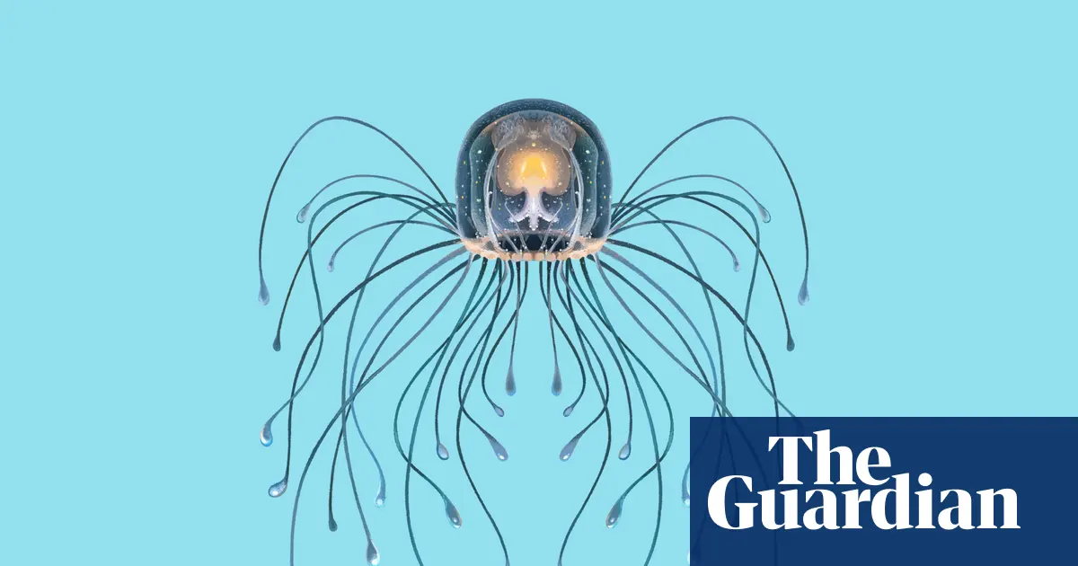 A close-up view of a tiny immortal jellyfish swimming gracefully in deep ocean water