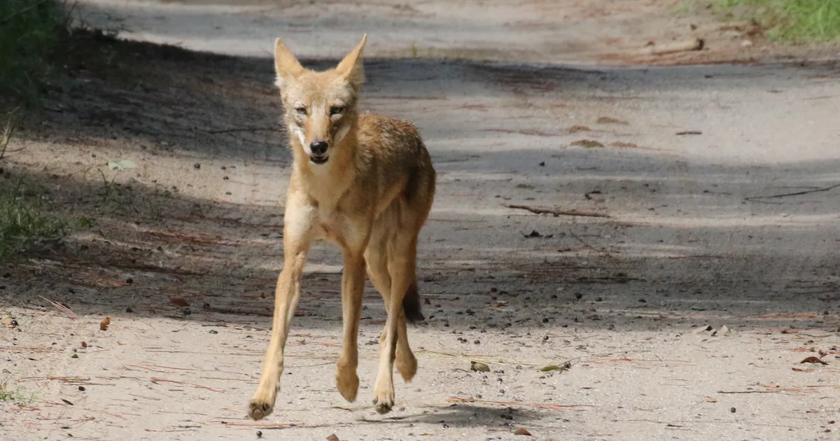 Wild coyote standing outdoors in a natural habitat setting